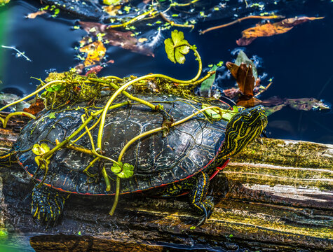 Western Painted Turtle Juanita Bay Park Lake Washington Kirkland Washiington