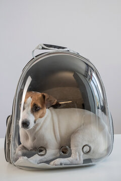Jack Russell Terrier dog in a plastic backpack. 