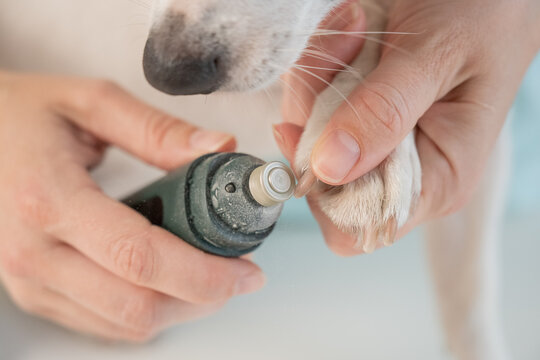 A veterinarian files a dog's nails with a grinder. Grooming salon.
