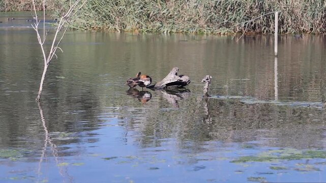 Red-crested pochard preening its feathers on a submerged log in Clot de Galvany, Elche, Spain. High quality cinematic super slow motion footage of wild duck behavior.