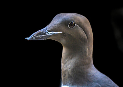 Colorful Common Murre