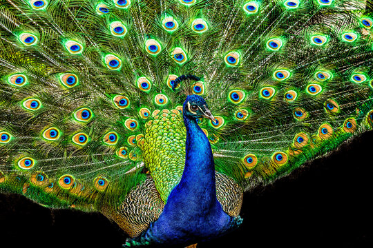 Colorful Peacock Showing Feathers Waikiki Hawaii