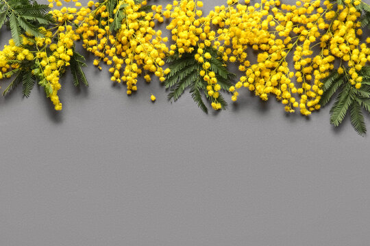 Beautiful yellow mimosa flowers on grey background