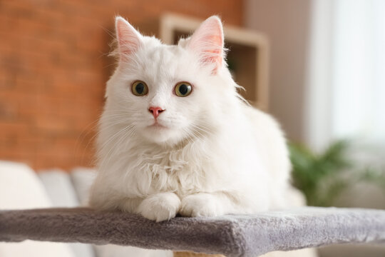 Cute white cat lying on scratching post at home, closeup