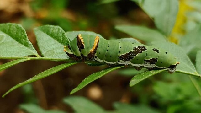 A close-up footage capturing various poses of a Common Lime butterfly caterpillar (Papilio demoleus, Papilionidae) resting on its host plant, the Curry leaf plant (Murraya koenigii, Rutaceae).