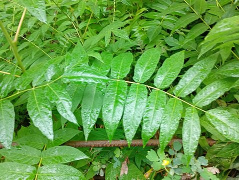 A close-up shot of vibrant green pinnate leaves of an Ailanthus altissima or Tree of Heaven bush covered with fresh rain drops or morning dew, natural dense foliage background in a forest park.