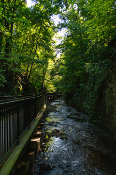 A path in a forest with a stream alongside it 