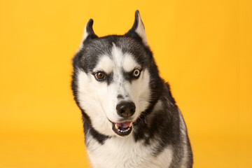 Adorable Husky dog on yellow background © Pixel-Shot