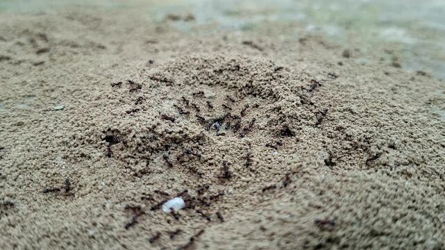 Ant Colony Nest Working On Sandy Soil Mound