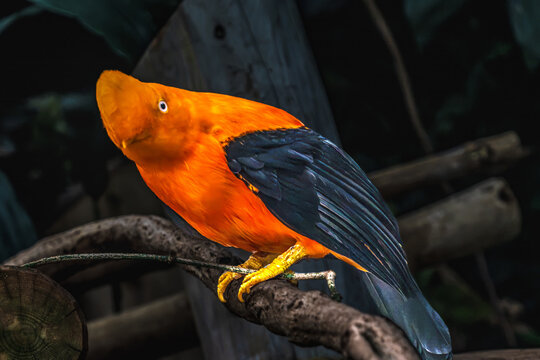 Colorful Orange Black Andean cock of the rock Bird