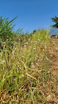 Wild grass field with dried tridax daisy flowers and an orange butterfly under clear blue sky