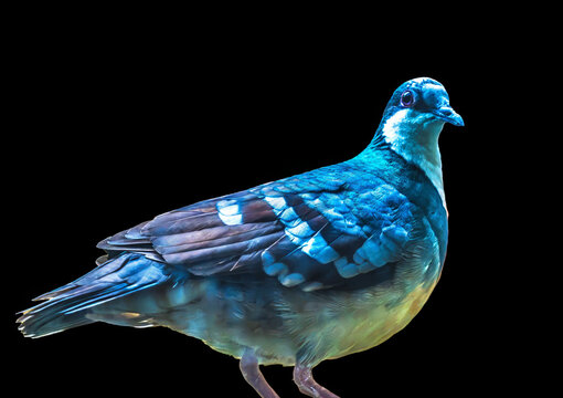 Colorful Blue Gray Tanager Bird