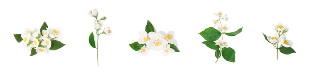 Obraz premium Jasmine flowers and leaves, natural beauty and aromatherapy concept, floral pattern for wellness and spa products isolated on white background