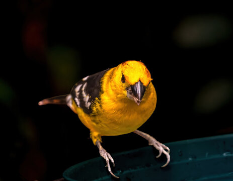 Colorful Golden Bellied Grosbeak Bird