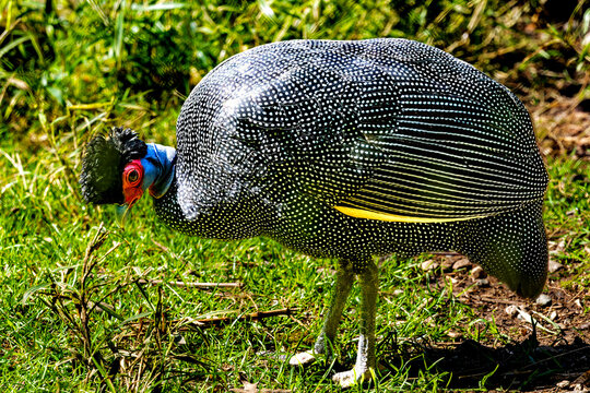 Colorful Eastern Crested Guinea Fowl Ground Bird