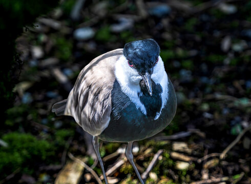 Colorful Spur-winged Lapwing Plover