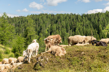 Fototapeta premium Col dei Baldi, Italy. Sheep and goats grazing on a sunny alpine pasture in the Dolomites