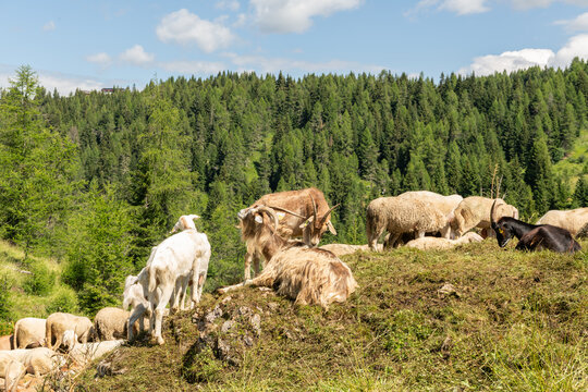 Col dei Baldi, Italy. Sheep and goats grazing on a sunny alpine pasture in the Dolomites