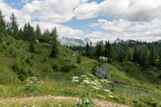 Col dei Baldi, Italy. Alpine meadow and larch forest with rugged Dolomite peaks in the background