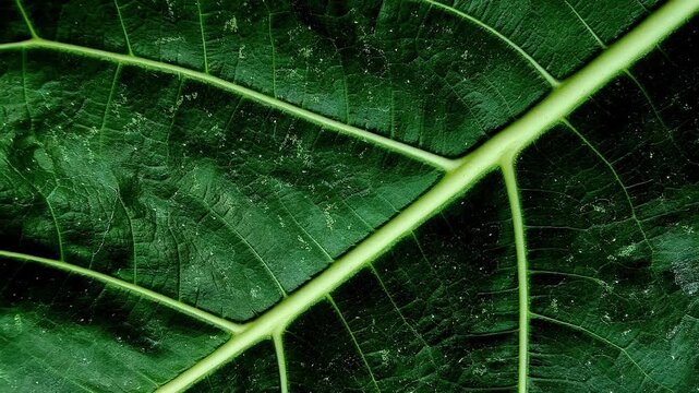 Macro Mature Noni Leaf Vein Surface with Slow Panning Motion in 4K Organic Herbal Video Background Loop