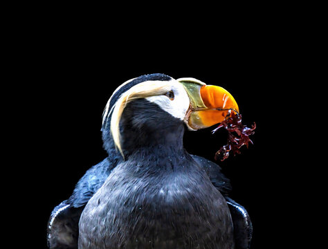 Colorful  Tufted Puffin With Seawwd