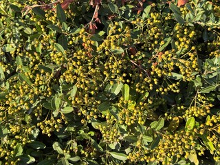 Fototapeta premium Cotoneaster bush with unripe berries in summer