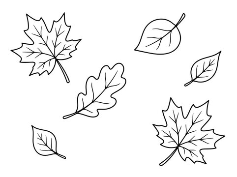 Minimalist autumn leaf line art set, black and white foliage vector icons, hand drawn maple and oak leaf illustrations for seasonal design