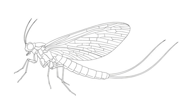 Detailed line drawing of a mayfly insect showcasing delicate wing venation and long tail filaments on white.