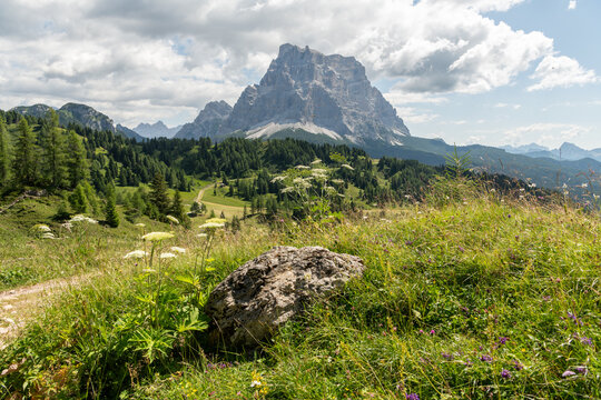 Col dei Baldi, Italy. Alpine hiking trail through a wildflower meadow with spectacular Dolomite mountain scenery