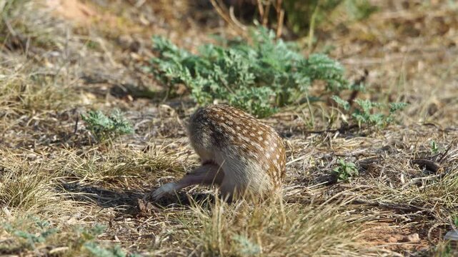 Thirteen-Lined Ground Squirrel Sitting Alert Grooming in Dry Grass - 4K Wildlife