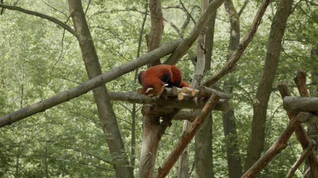 Red panda climbing on wooden branches in forest, adorable lesser panda in natural green habitat, cute wildlife animal in zoo enclosure