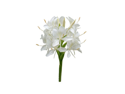 White Ginger Lily Hedychium Fragrant Flower Spike with Fine Stamen Detail.