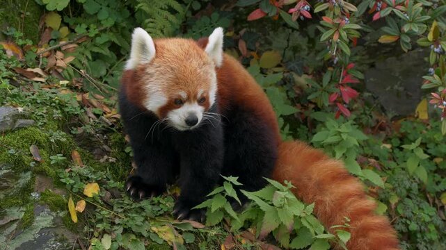 Red panda sitting in lush green forest, adorable lesser panda with orange fur in nature, wild red panda exploring woodland habitat