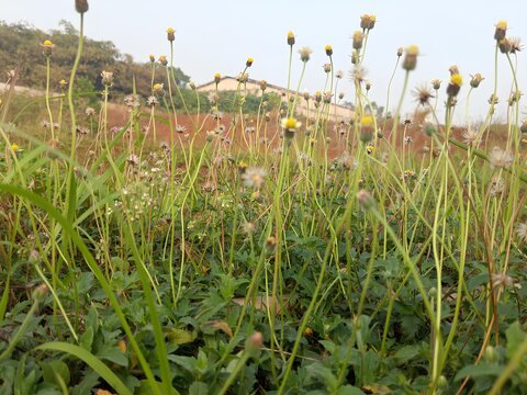 Tridax procumbens or coatbuttons wild grass flowers blooming naturally outdoors in a meadow.