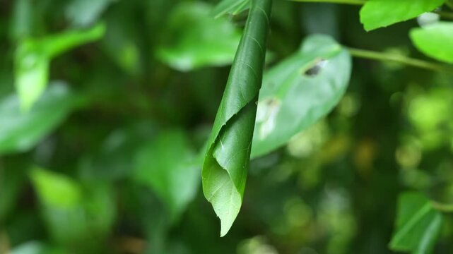 Insect Larva Wrapped in a Leaf