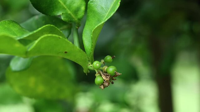 Young Makrut Limes Growing on Tree