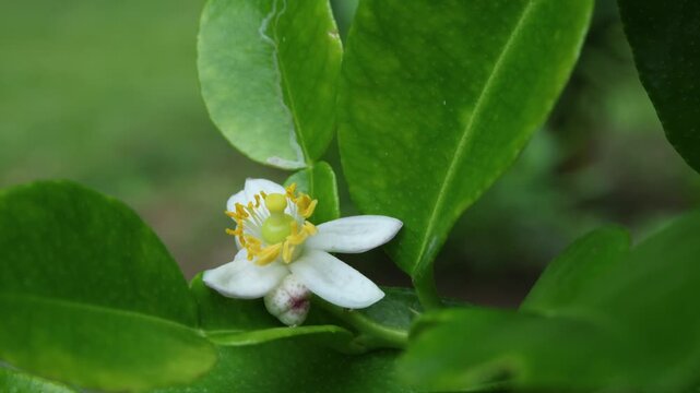 Makrut Lime Flowers Growing on Tree