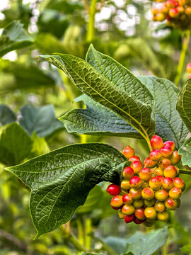 Ripening Red and Yellow Viburnum Berries Among Leaves