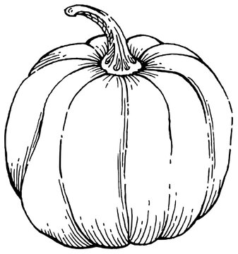 Hand-drawn classic pumpkin - Line art vegetable outline - Halloween and autumn element