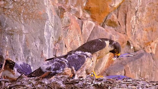 Peregrine falcon parent feeds hungry chicks inside a mountain nest during a high definition motion video clip showing natural wildlife behavior in rugged rock terrain