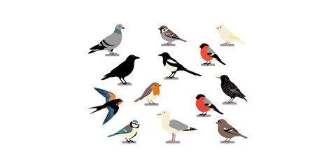 Diverse collection of colorful wild birds and urban pigeons in various poses and species. © Png World Collection