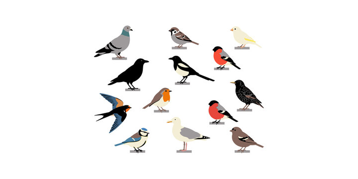 Diverse collection of colorful wild birds and urban pigeons in various poses and species.