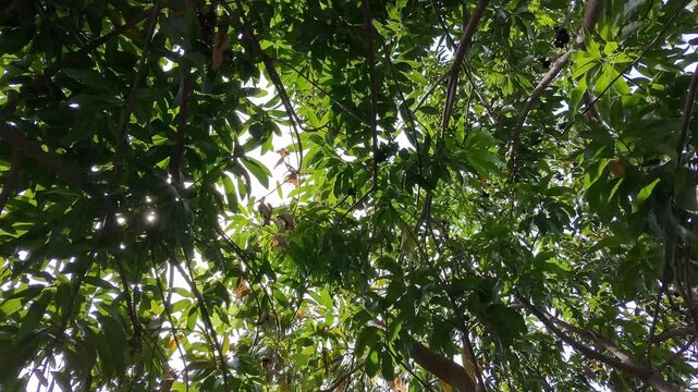 Flying Drone Under Pest-Infested Mango Tree Canopy