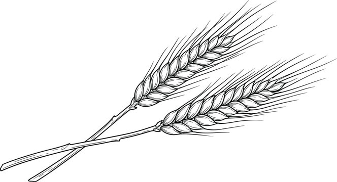 Detailed vintage sketch illustration of two crossed ears of wheat barley rye or cereal grain stalk elements vector