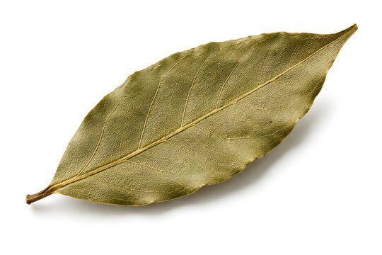 Whole Dried Bay Leaf Isolated on White Background