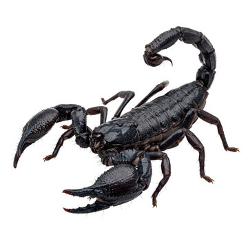 Black scorpion with raised tail and pincers isolated.