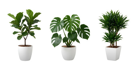 Fototapeta premium Set of Three Modern Indoor Houseplants Isolated on White Background: Fiddle Leaf Fig, Monstera Deliciosa, and Dracaena for Home and Office Interior Decoration
