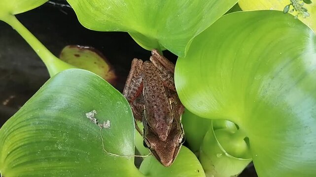Two brown tree frogs mating in amplexus position on green water hyacinth leaves in a pond