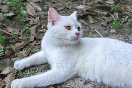 Alert white cat resting on dry ground looking intently to the side.