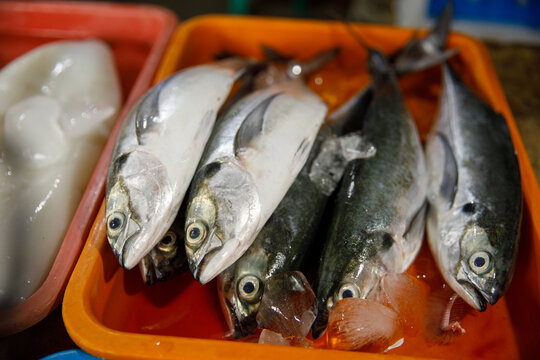 A Vibrant Fresh Fish Display at the Local Market, Showcasing Various Seafood Options